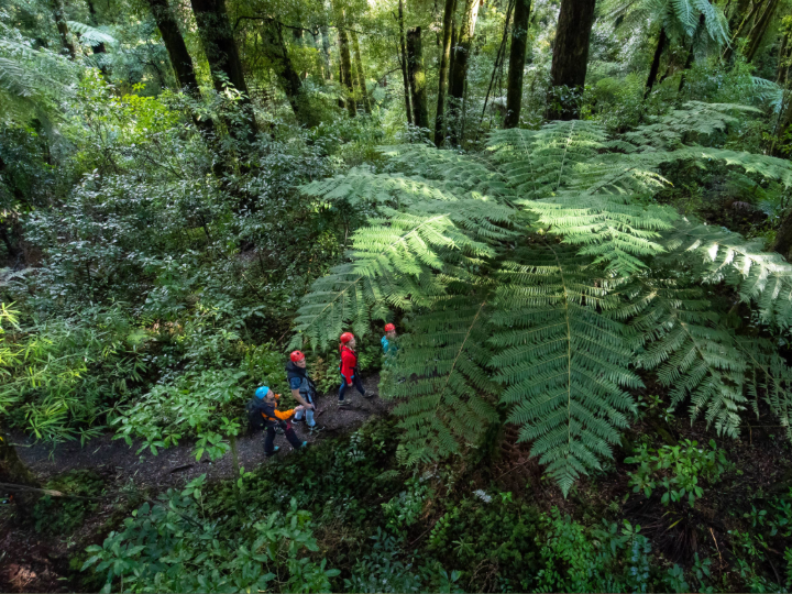 Original Canopy Tour - Exclusive Tour